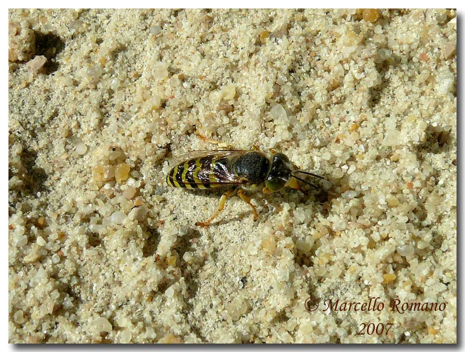 Paese che vai....Bembix rostrata (Crabronidae)